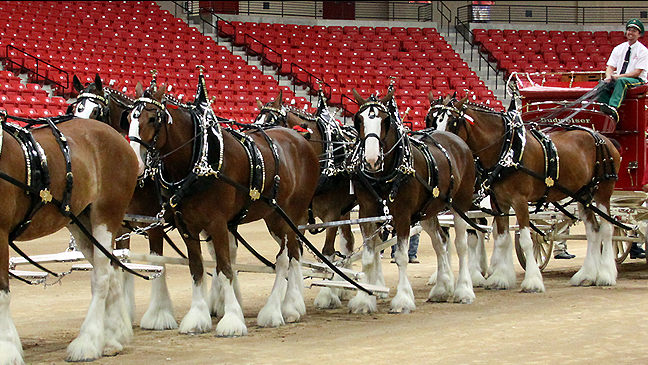 Las Vegas Christmas with the Clydesdales